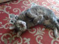 /album/galeria-de-fotos-miantes-amigos/cissa-dengosa-jpg/